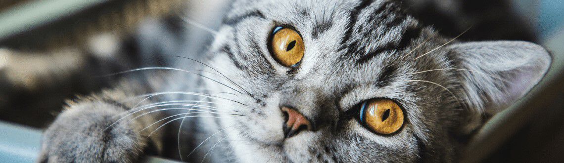 Kattenpuberteit Kattenpuberteit